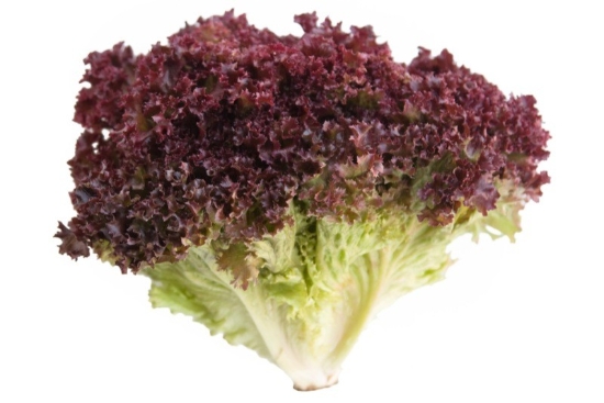 Image de Salade frisée rouge - (à l'unité)