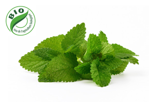 Image de Menthe Timijja - (à la botte)